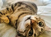 猫和狗相比，谁能带给主人更多的快乐？两者都能，只是方式不同