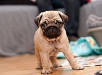 猫和狗相比，谁能带给主人更多的快乐？两者都能，只是方式不同