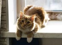 猫和狗相比，谁能带给主人更多的快乐？两者都能，只是方式不同