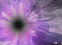 半妖的夜叉姬13集：战败的弥勒，为了赢回尊严进行“千日行”