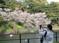 全球连线｜东京：疫情下的樱花季