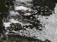 全球连线｜东京：疫情下的樱花季