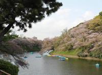 全球连线｜东京：疫情下的樱花季