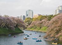 全球连线｜东京：疫情下的樱花季