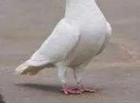 360°无死角的动画公司，却做出整个日本动画史上倒数第一的番！