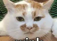 动漫人物的MBTI你了解多少？——I系（上篇）