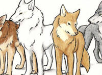 《狼雨》中主要角色的配音师，你熟悉吗？