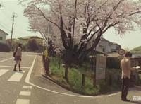 漫天飞舞的樱花!二次元最美的樱花都在这了!