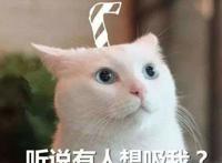 在动漫中云吸猫：七部猫片推荐，最后一部要父母陪同观看