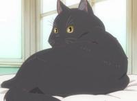 《她和她的猫》：猫和人的故事，带给我们怎样温情的感受？