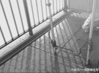 《她和她的猫》—初识新海诚，残酷的生活与美好的向往