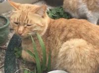 新海诚催泪杰作《她和她的猫》养猫之人的痛！