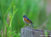 被禁的日漫神作，这样的动漫有着无法超越的深刻