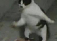 恶魔的谜语？真的恶魔，还是天使恶魔？