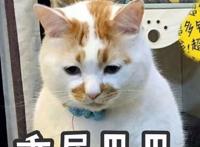 【本地话动漫】原来这几个习惯会让人越睡越累！第一个你就常做！