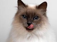 猫过度呼吸是什么原因导致的，多为高危型疾病！