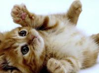 猫过度呼吸是什么原因导致的，多为高危型疾病！