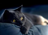 猫过度呼吸是什么原因导致的，多为高危型疾病！