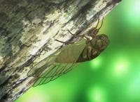 蝉在叫人坏掉，《寒蝉鸣泣之时业》，热门IP续作鲜有人知