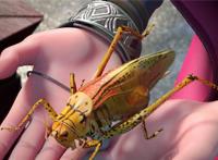 我是大神仙：时江单挑蒙仁，遭遇啃脸，当场被毒晕