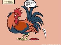 非人哉：大公鸡孵蛋，星君笑死人，结果蛋没了。