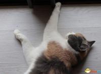 对话《MuseDash》制作人：口碑佳作的背后故事