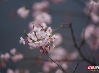 初春的味道丨长沙最西边这山上暗藏万亩野樱花惊艳了整个春天