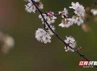 初春的味道丨长沙最西边这山上暗藏万亩野樱花惊艳了整个春天