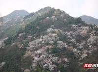 初春的味道丨长沙最西边这山上暗藏万亩野樱花惊艳了整个春天
