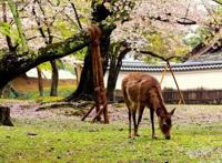 去日本旅行？这些地方不容错过