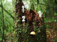 火了！这座小岛，宫崎骏、田馥甄、阮经天都去过！