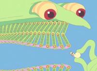 这动画，作者没吃几斤蘑菇也画不出来，里面的生物构成诡异食物链