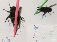 温州小伙不顾家人反对，躲进深山养3万只甲虫，最贵的要千元一只