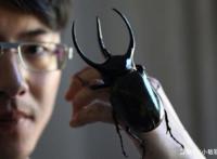 温州小伙不顾家人反对，躲进深山养3万只甲虫，最贵的要千元一只