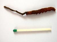 一文带你看世界各地的“松茸”