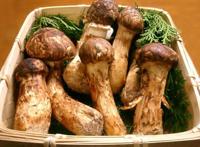 一文带你看世界各地的“松茸”