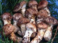 一文带你看世界各地的“松茸”