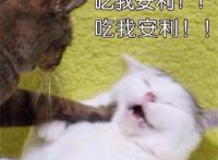 动漫推荐：《我想吃掉你的胰脏》一部被名字耽误的佳作，真的很棒