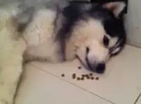 一年一度的虐狗节又来临，今年的狗粮也是如此酸甜呢