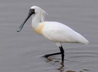 涨姿势，“漫画”最早起源于古代中国，你都见过吗？