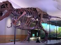 这只霸王龙真缺个牙医！口腔的感染，或让它生前没咋过好日子