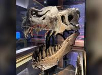 这只霸王龙真缺个牙医！口腔的感染，或让它生前没咋过好日子