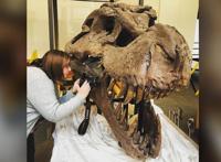 这只霸王龙真缺个牙医！口腔的感染，或让它生前没咋过好日子