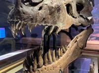 这只霸王龙真缺个牙医！口腔的感染，或让它生前没咋过好日子