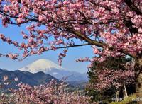 日本游玩最大感受：樱花动漫要看水比奶贵不要打的士