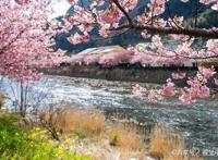 日本游玩最大感受：樱花动漫要看水比奶贵不要打的士