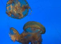 动漫电影《吸血鬼猎人D》观后感