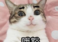 中二病也要谈恋爱？人家不仅有对象了，还要拯救世界！