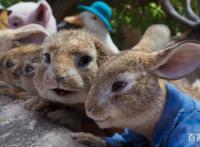 郭麒麟承包整个动物园《比得兔2：逃跑计划》中文配音惊喜满满