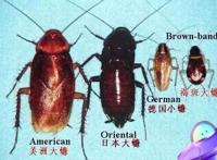 由火星异种联想到蟑螂惊人的身体素质和繁殖力